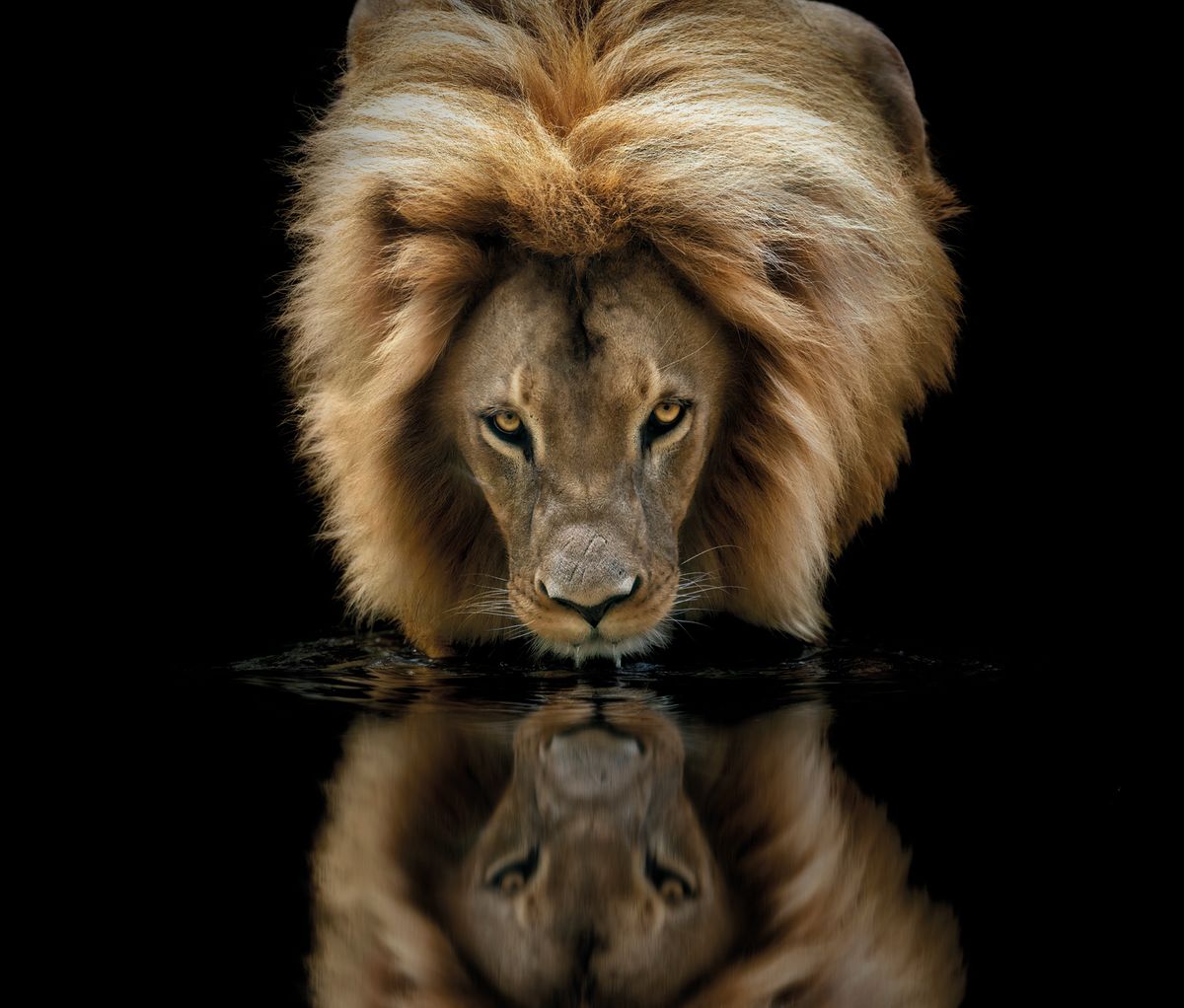 Close-up of a lion with a majestic mane, bending down to drink from the water, reflecting on the glossy dark surface, gazing intensely at the camera