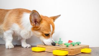 a corgi gets treats from a puzzle toy