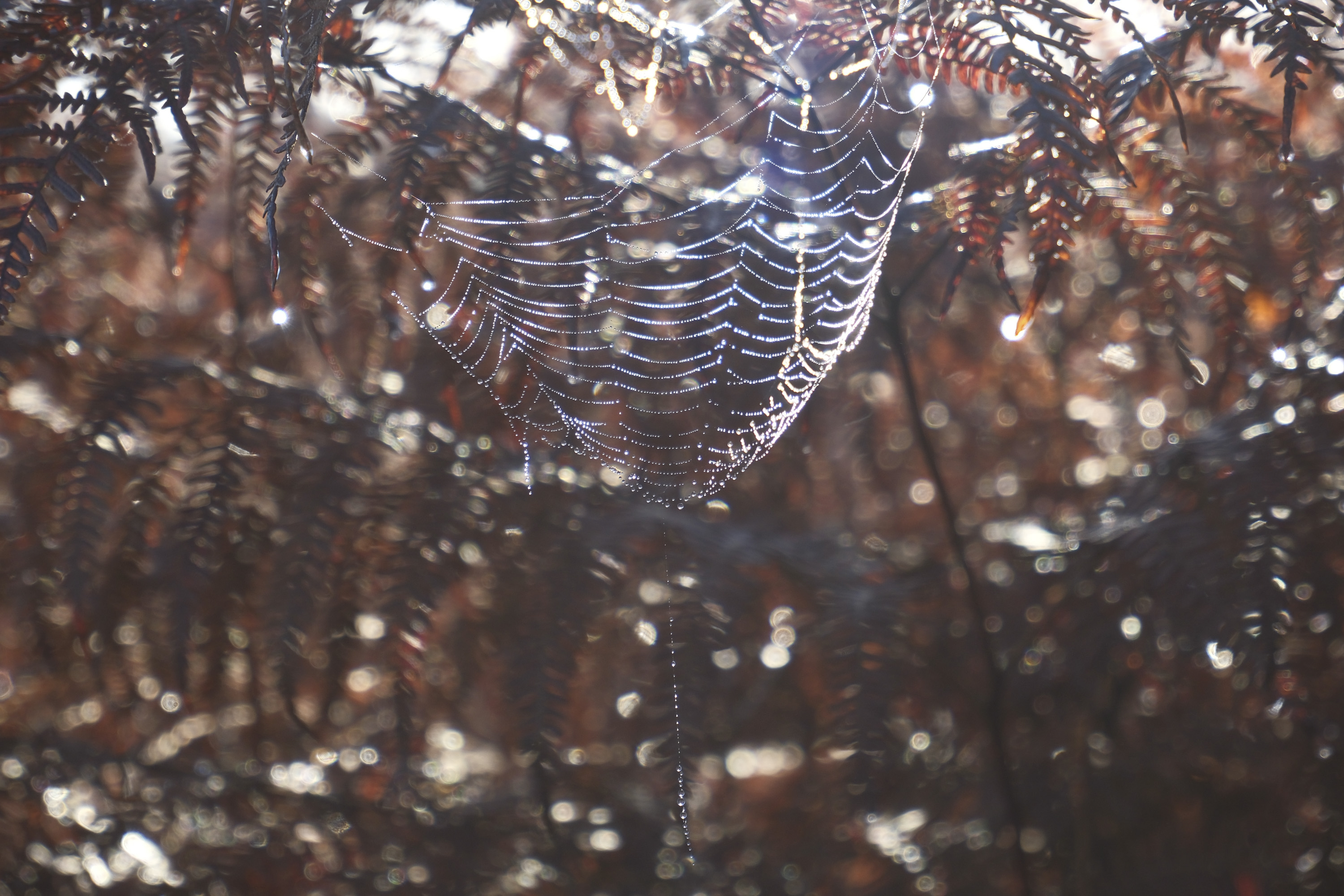 Cobweb among ferns, taken with the Fujifilm X-M5