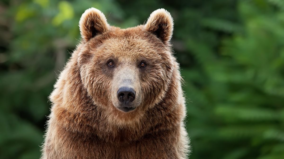 Clueless tourist risks his life marching up to feeding grizzly bear