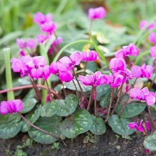 Cyclamen - Coum Hybriden (hardy) (3 Bulbs) Pink