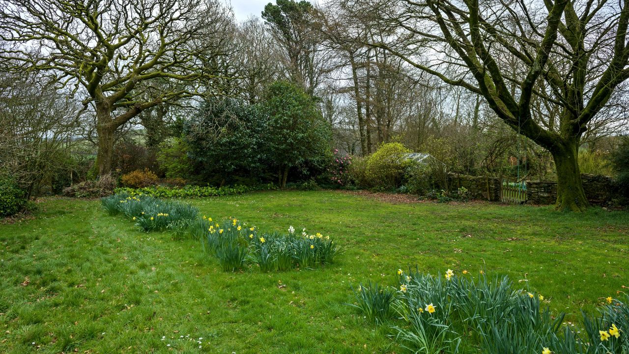 A garden with green grass and daffodils growing