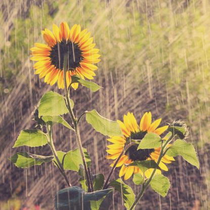 water plants in sun with sunflowers in it 