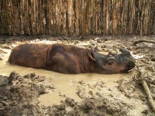Andalas the Sumatran rhino takes a mud bath