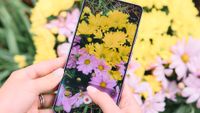 Samsung phone photographing flowers