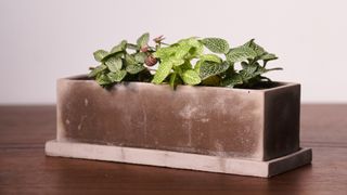 Best indoor plants 2021 - how to repot a houseplant - Anther and Moss