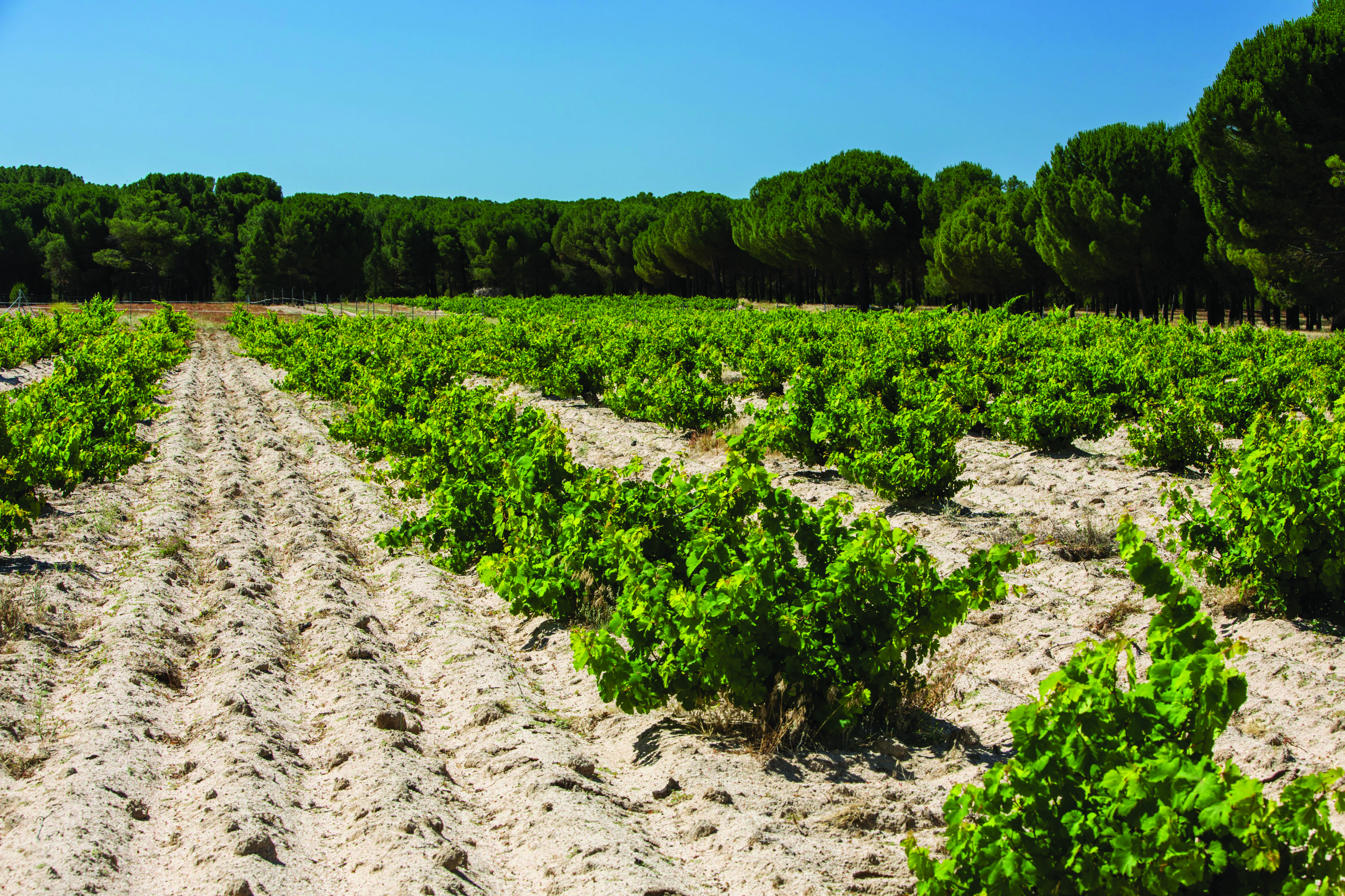 Rows of knee-height vines on beige soil, with trees in the background