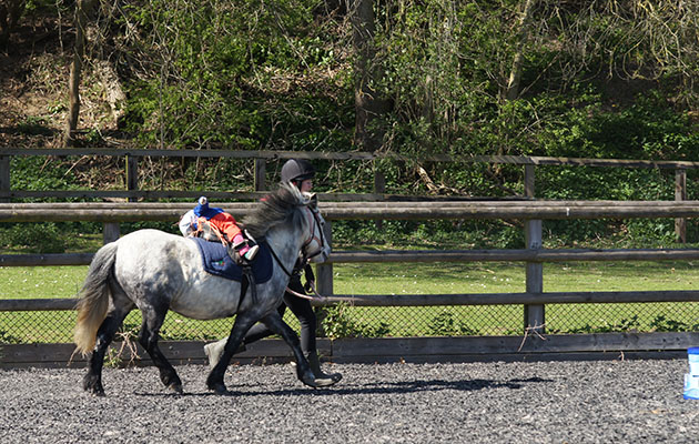 From Redwings. Pic of Felicity, the doll they use to train little ponies.