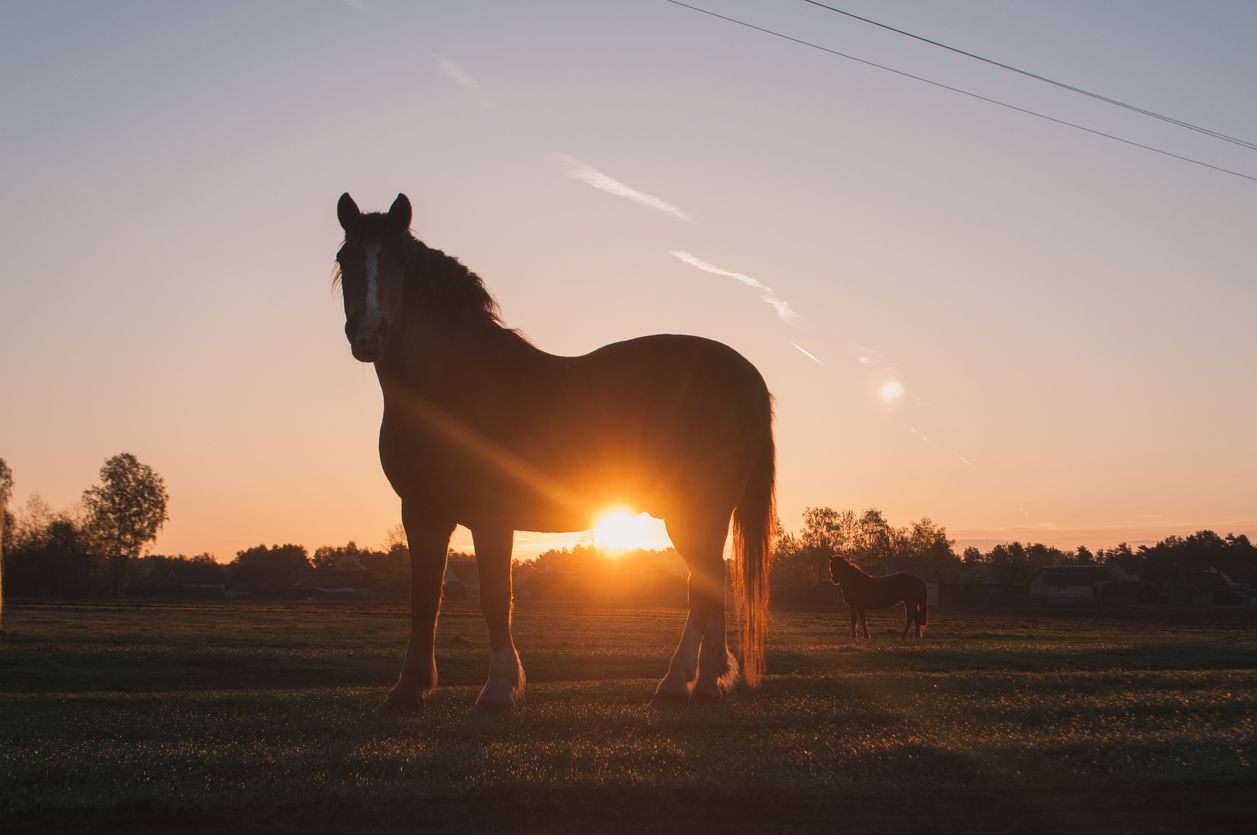 A horse.