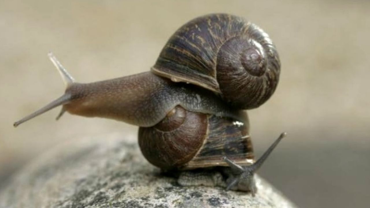 Snails