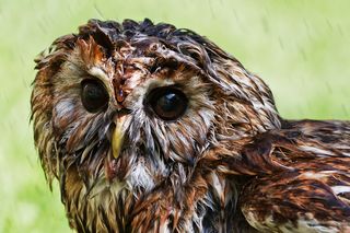 Here we see a sopping wet owl