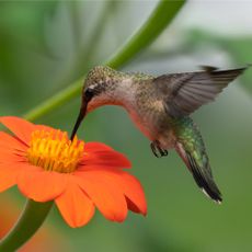Hummingbird feeding from Mexican sunflower