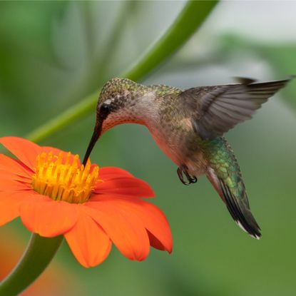 Hummingbird feeding from Mexican sunflower
