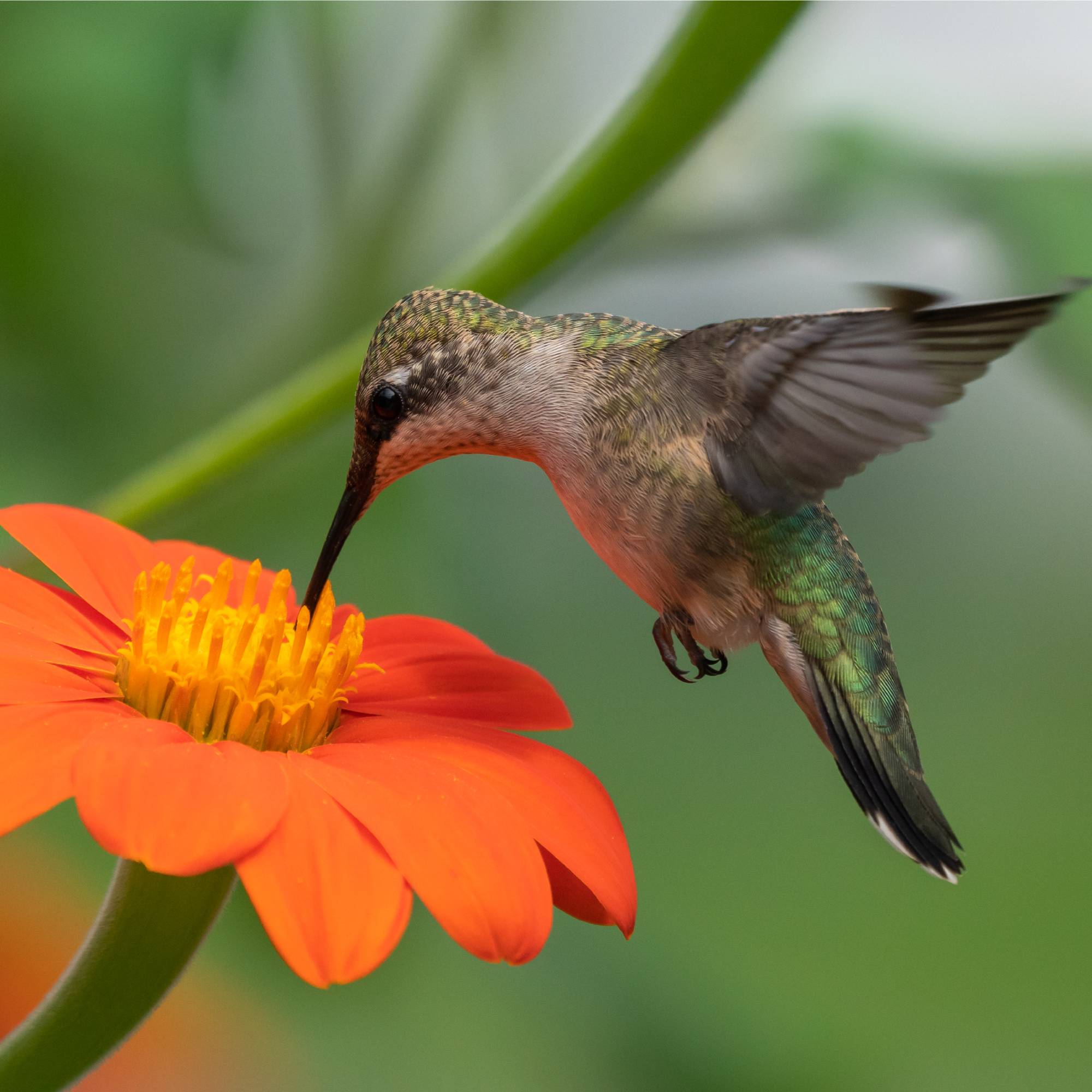 Hummingbird feeding from Mexican sunflower