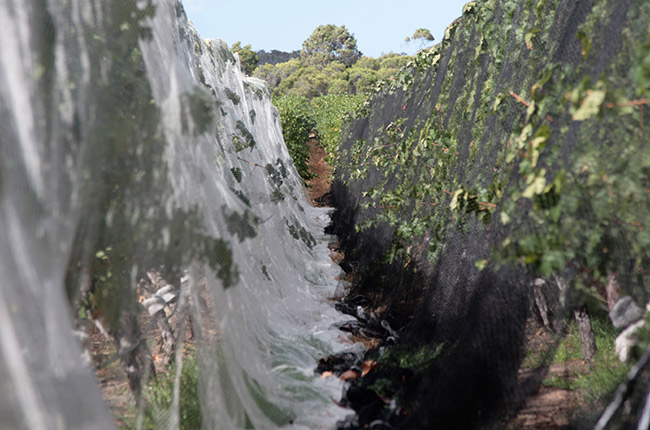Margaret River grapes birds