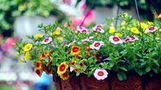 best plants for hanging baskets: million bells in bright colors