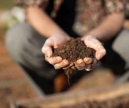 How to add phosphorus to soil: 5 organic methods