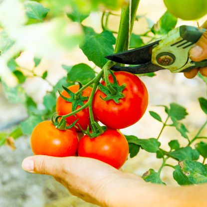 female farmer hands picking crop of red tomatoes in glasshouse using pruners