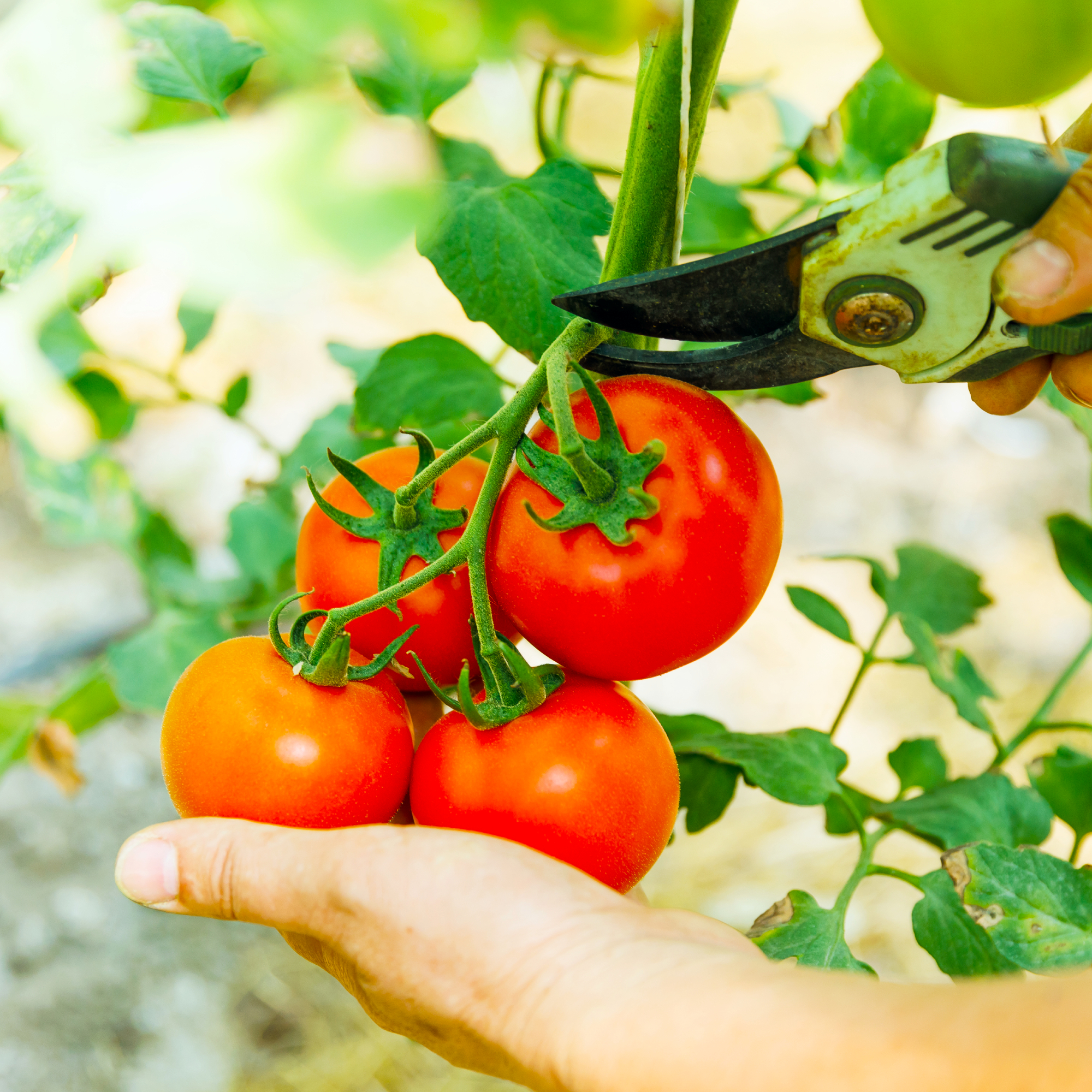 female farmer hands picking crop of red tomatoes in glasshouse using pruners