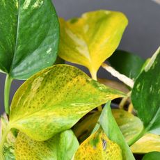 Yellow leaves on a pothos plant