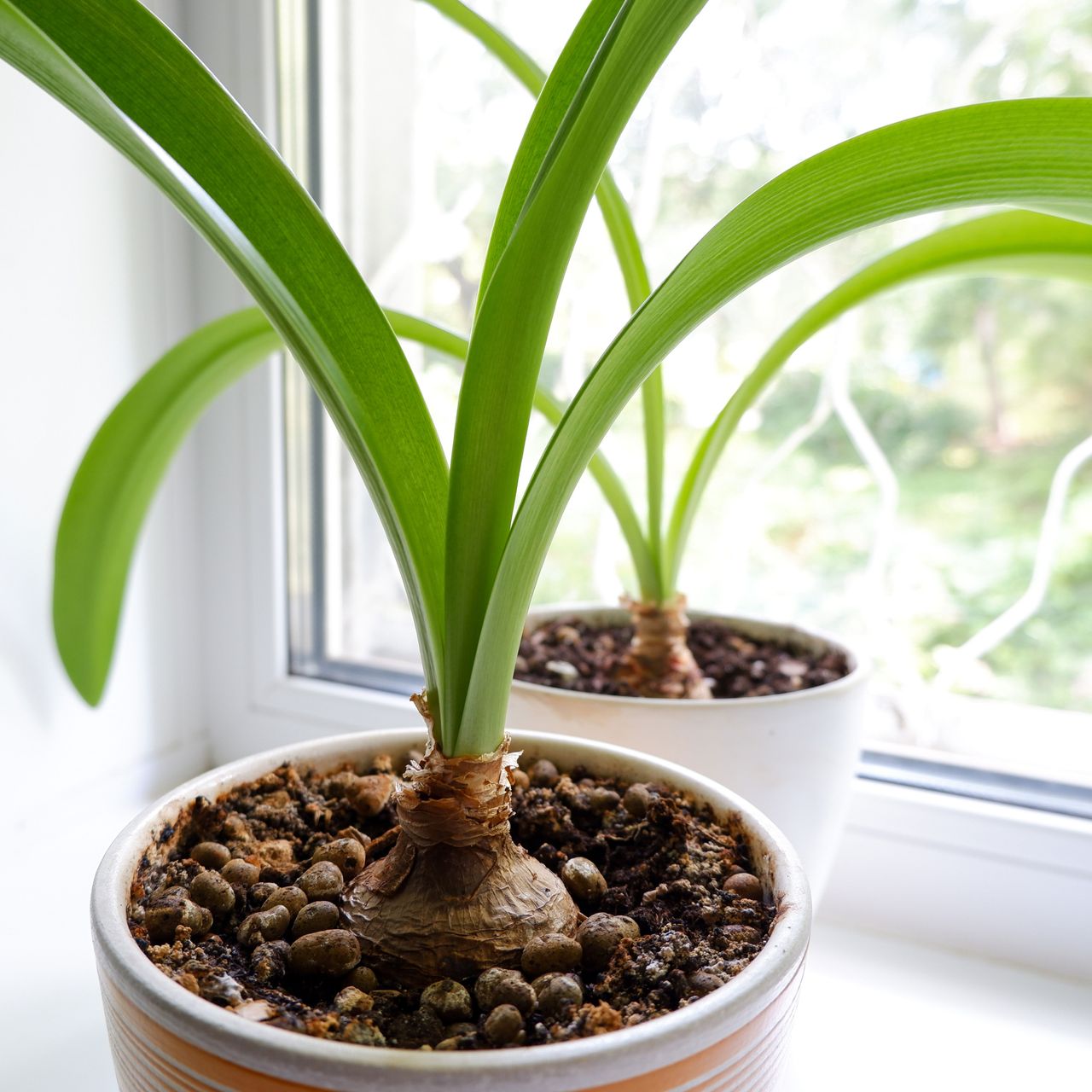 amaryllis with no flowers in container by window