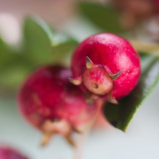 Chilean guava berries up close