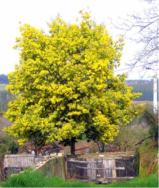 A mimosa tree