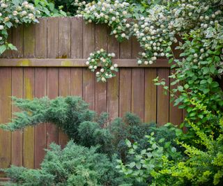 fence plus hedging along edge of back garden