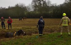 firefighters rescue horse