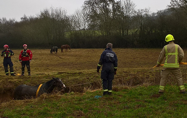 firefighters rescue horse