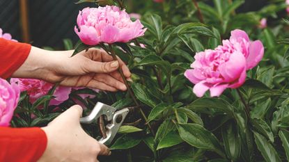 Should peonies be cut back in fall