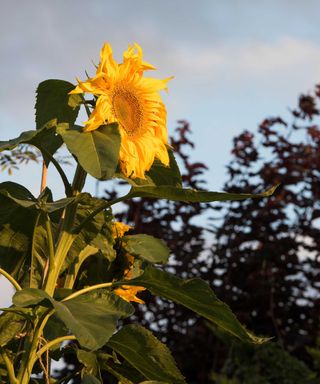 'Titan' sunflower