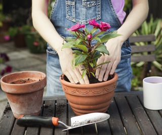Tasks for beginner gardeners