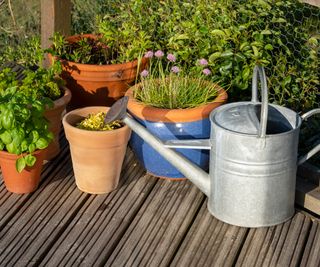 growing herbs in pots for watering in high summer