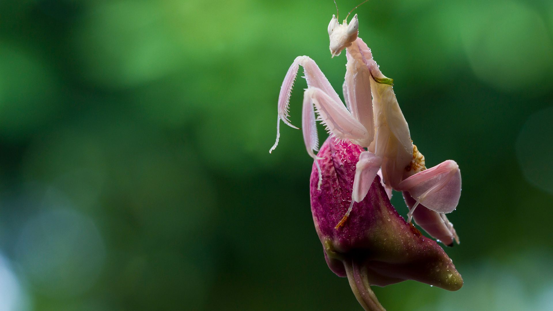 A pink mantis sits on top of a flower.