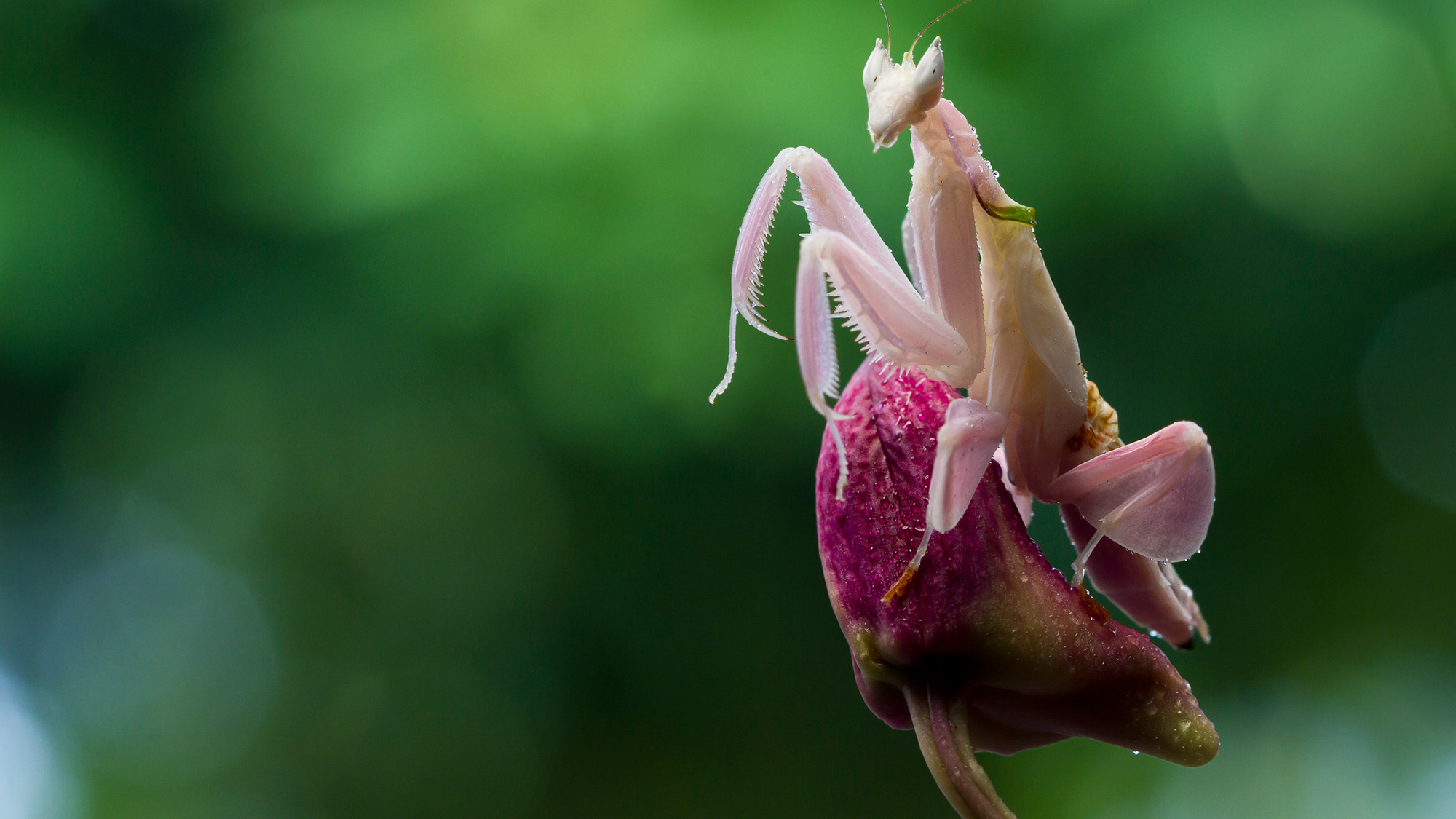 A pink mantis sits on top of a flower.