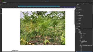 Download Dreamweaver - Dreamweaver interface showing photo of foliage