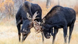 Two bull moose fighting during the rut