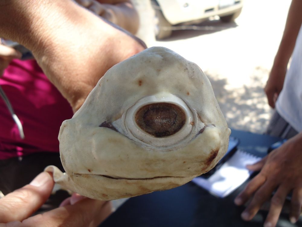 Cyclops shark caught in Mexico.