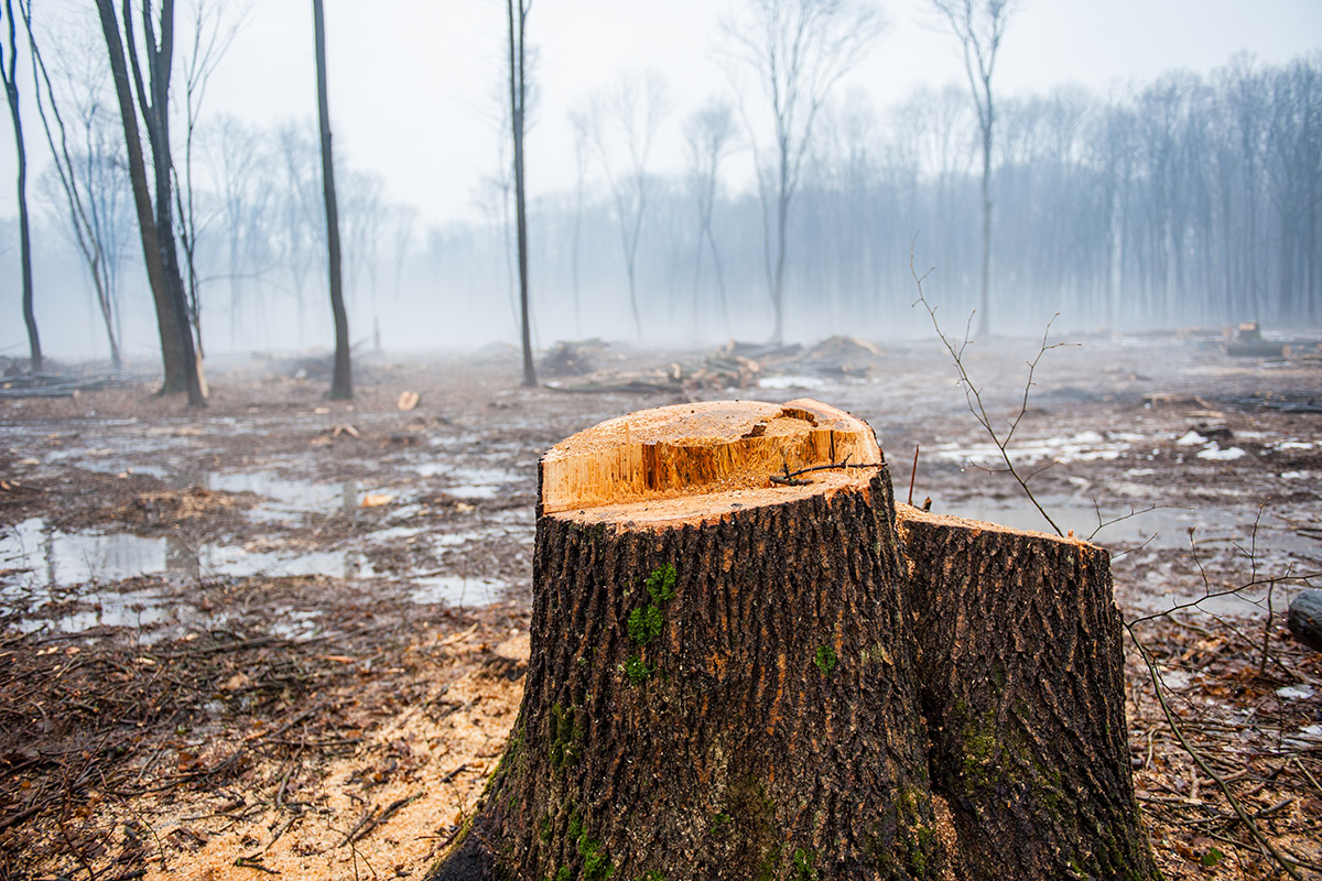 Deforestation: Facts, causes & effects