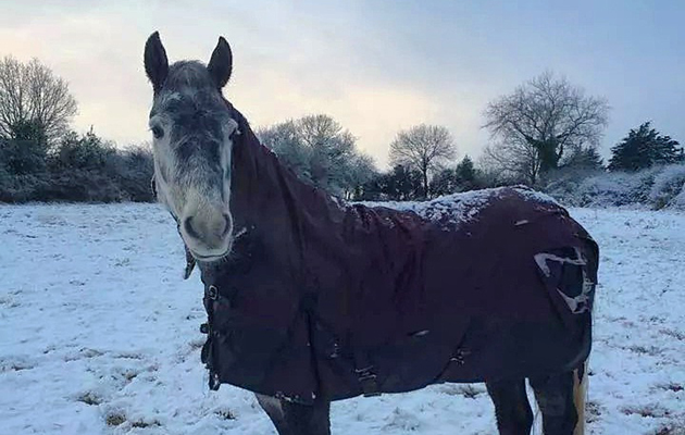 Horses in the snow