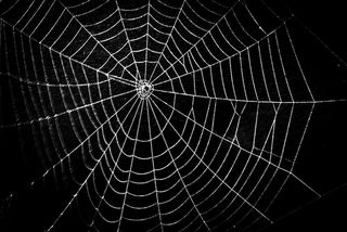 Future Soldiers May Wear Bulletproof Spider Silk | Live Science