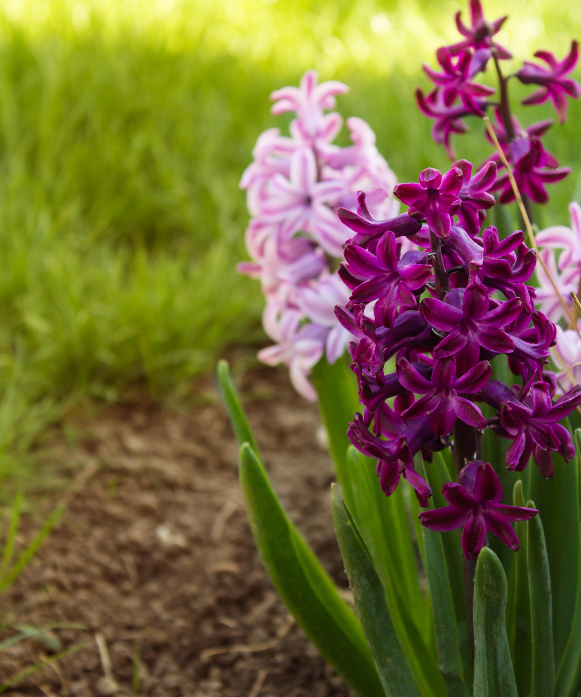 spring flowering pink hyacinth bulbs