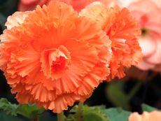 Orange Begonia Plants