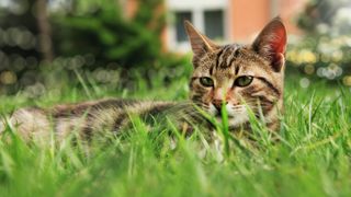 Cat lying in grass in backyard