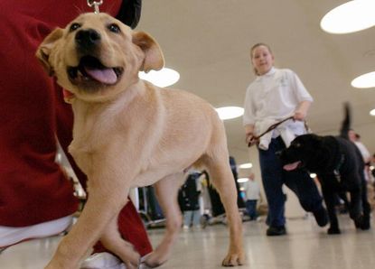 A guide dog at Newark Liberty Airport.