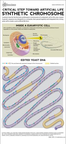 Process by which scientists edited a yeast cell's DNA.