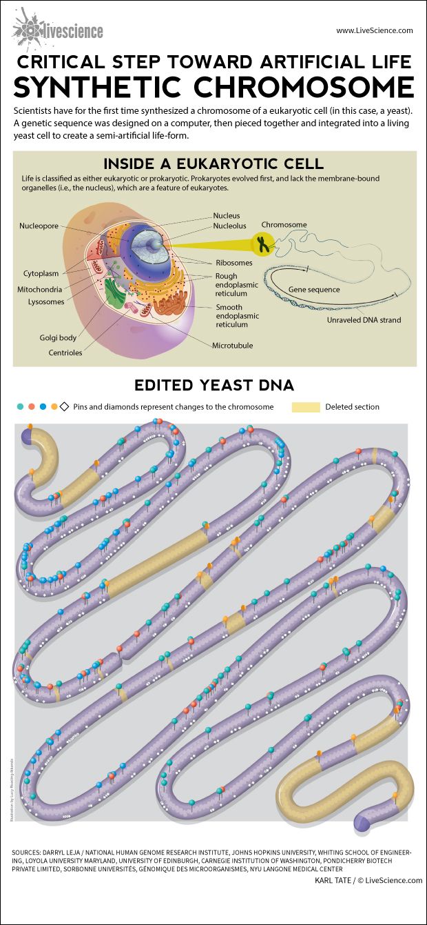 Process by which scientists edited a yeast cell&#039;s DNA.