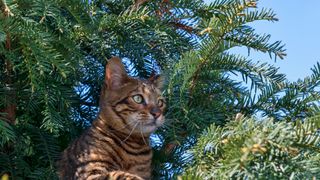 Toyger cat sitting in a tree