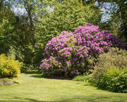 dark pink blooms of azalea bush in a garden